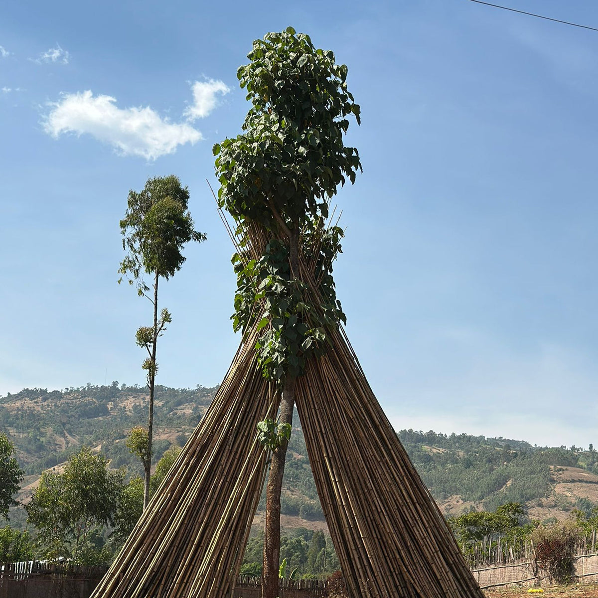 Bekele Yutute, Ethiopia